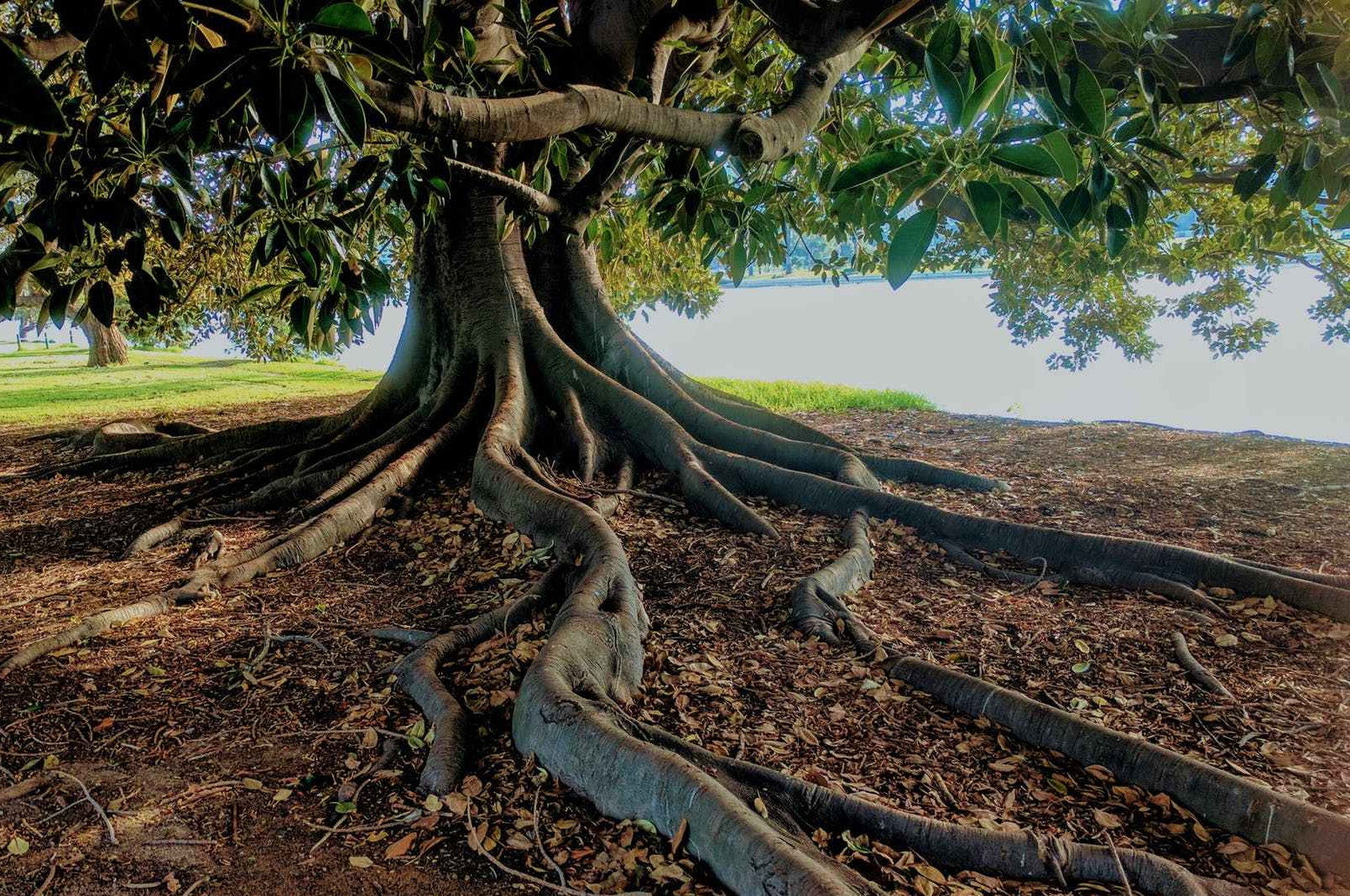 gray trunk green leaf tree beside body of water